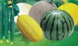 梦见我分瓜吃瓜啥意思,瓜分喜悦，共享生活的美好寓意