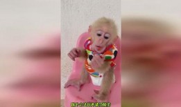 带你吃瓜神奇动物,带你探索神奇动物世界的奇妙之旅