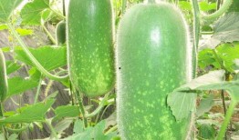 梦见我分瓜吃瓜啥意思,瓜分喜悦，共享生活的美好寓意