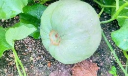 经期吃三月瓜,三月瓜助力女性健康调理”