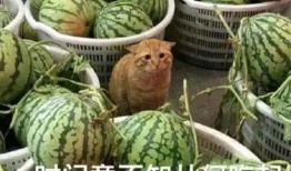 吃瓜访客,网络舆论场中的旁观者与参与者