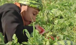 句容老师吃瓜,一场校园风波的幕后真相