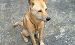 土狗吃瓜的视频,欢乐无限，带你领略田园生活趣味