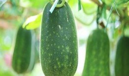 吃瓜这种东西,网络时代的围观文化现象