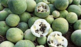 牛油果脆骨瓜怎么吃,创意新吃法，美味与营养并存