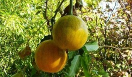 瓜搂可以吃吗,揭秘能否食用的真相