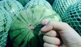 吃瓜背瓜,吃瓜群众背后的瓜田秘闻