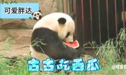 panda吃瓜群众,揭秘动物界的“八卦”达人