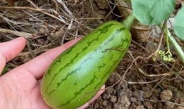 夏天容易吃瓜,缤纷瓜果盛宴