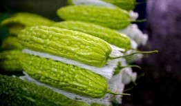 安然吃大瓜,大瓜背后的真相与启示