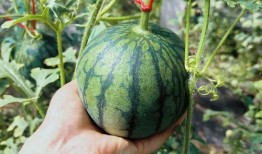 南北对战带你吃瓜,一场别开生面的吃瓜盛宴