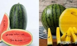 吃小瓜还是吃大瓜,揭秘夏日消暑美食选择