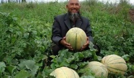 去新疆吃老汉瓜,品味老汉瓜的独特魅力