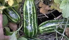 梢瓜可以吃吗,美味可口的天然食材，你了解多少？