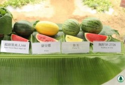 纳爱斯吃瓜,揭秘明星幕后趣事