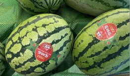 吃小瓜还是吃大瓜,揭秘夏日消暑美食选择