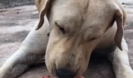 憨憨吃大瓜,趣味横生的欢乐时光