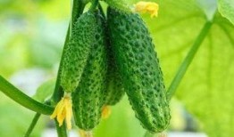 石家庄吃的瓜,探寻地方美食的独特魅力