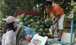 山东济宁吃瓜事件,一场网络热议背后的真相与反思