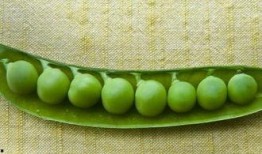 脾虚吃白玉瓜好吗,脾虚者食用白玉瓜的适宜性探讨