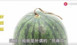 红瓜弄吃吗,探寻传统美食的独特魅力