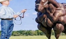 带你吃瓜神奇动物,带你探索神奇动物世界的奇妙之旅