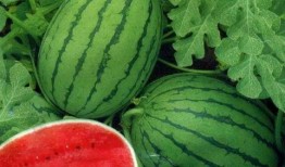 梁小瓜吃西瓜,梁小瓜的甜蜜西瓜之旅