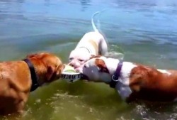 吃瓜阿鹿,揭秘娱乐圈背后的那些事儿