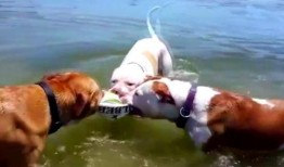 吃瓜阿鹿,揭秘娱乐圈背后的那些事儿