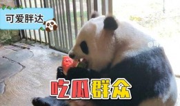 panda吃瓜群众,揭秘动物界的“八卦”达人
