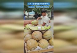 去新疆吃老汉瓜,品味老汉瓜的独特魅力