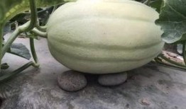 吃瓜黄料,吃瓜黄料背后的真相与启示