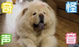 憨憨吃大瓜,趣味横生的欢乐时光