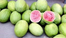 怀仁大地吃瓜,瓜果飘香，品味田园生活