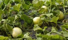 吃瓜第50天,回顾瓜界风云，揭秘幕后真相